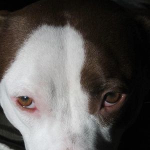 Meet your Posher, Barbara